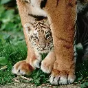 GEO-Doppelkarte »Königliche Raubkatzen«