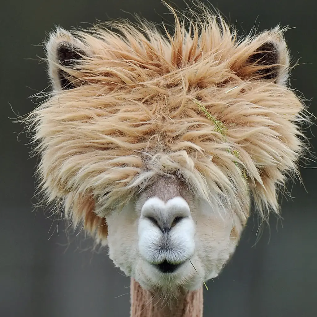 GEO-Doppelkarte »Wolliges Neuweltkamel«