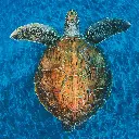 GEO-Doppelkarte »Vom Aussterben bedroht«