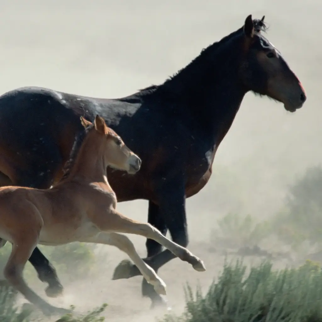 GEO-Doppelkarte »Mutterbeziehung«