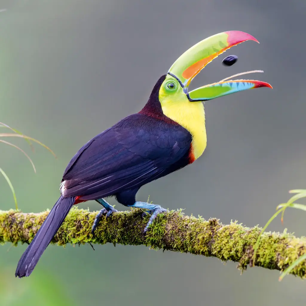 GEO-Doppelkarte »Fischertukan«