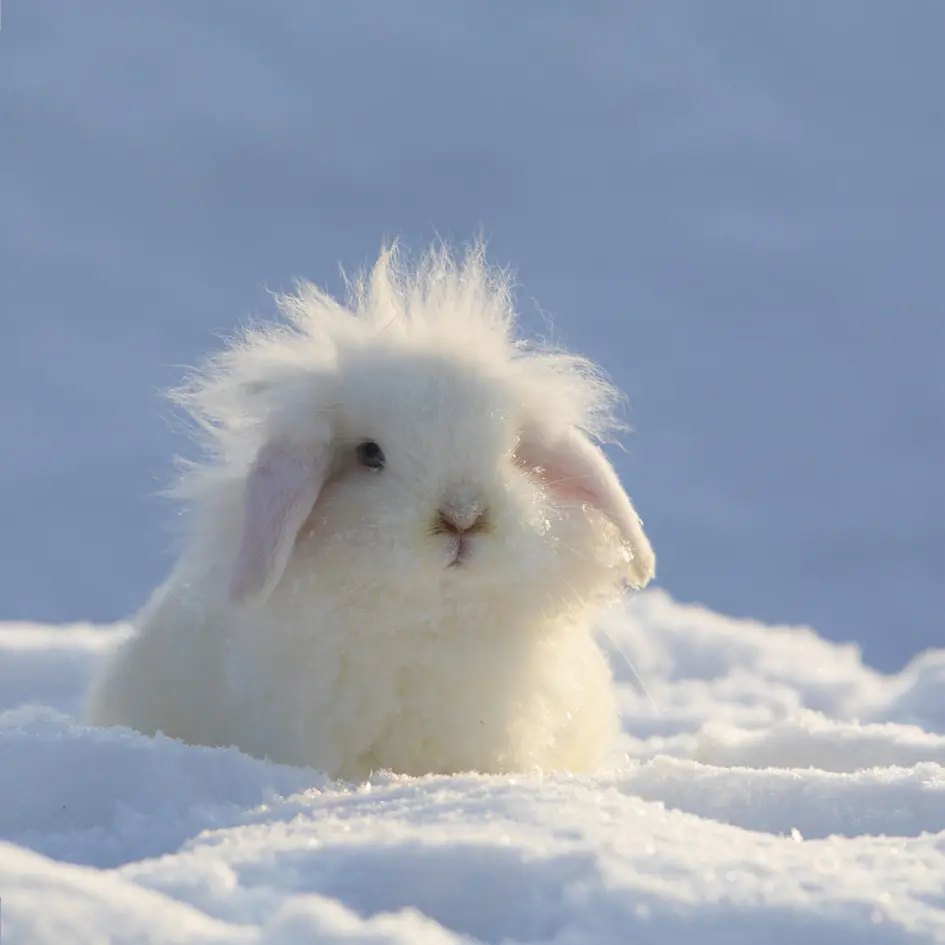 GEO-Doppelkarte »Schneehase«