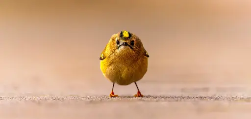 [GEO-XXL-211539] GEO-XXL-Postkarte »Wintergoldhähnchen«