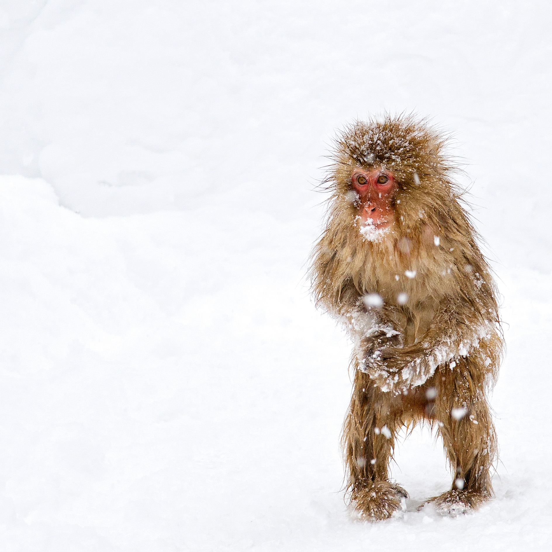GEO-Doppelkarte »Äffchen« Ein Affe im Schnee