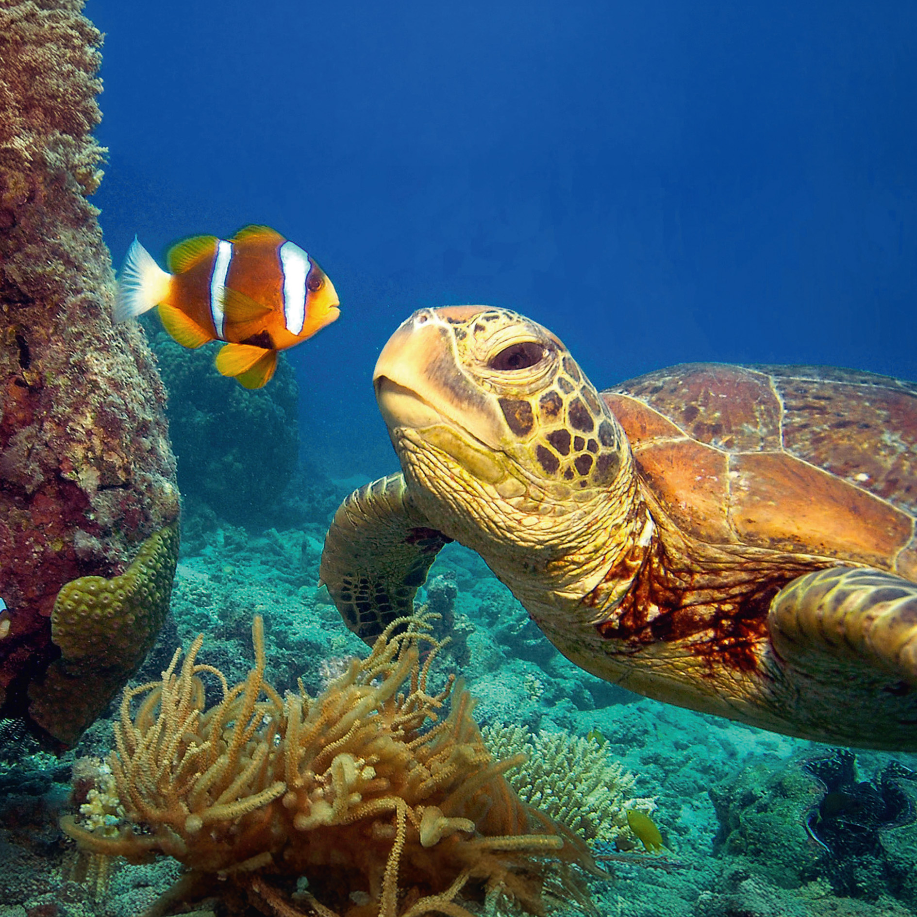 GEO-Doppelkarte »Fisch und Schildkröte« Ein Clownfisch und eine Schildkröte shcuaen einander an