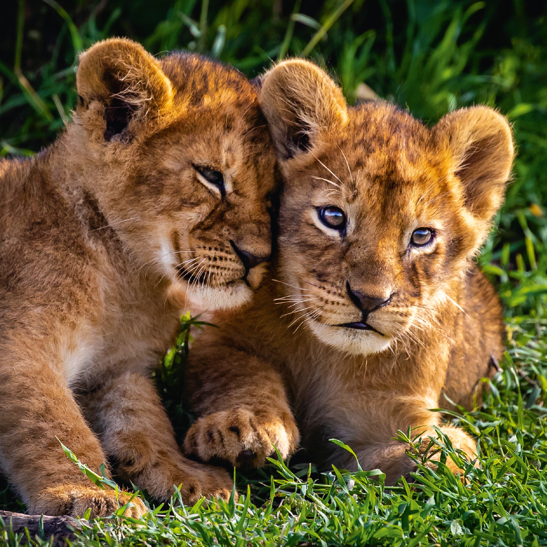 GEO-Doppelkarte »Löwenbabys« 2 Löwenbabys kuscheln mit einander