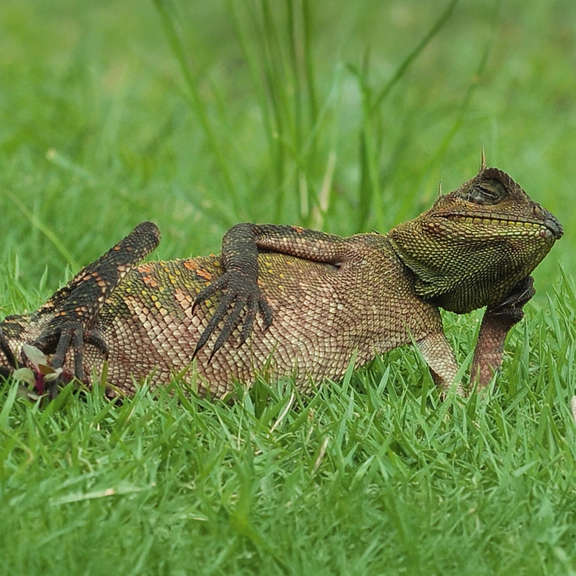 GEO-Doppelkarte »Chamäleon« Ein Leguan liegt entspannt auf einer Wiese