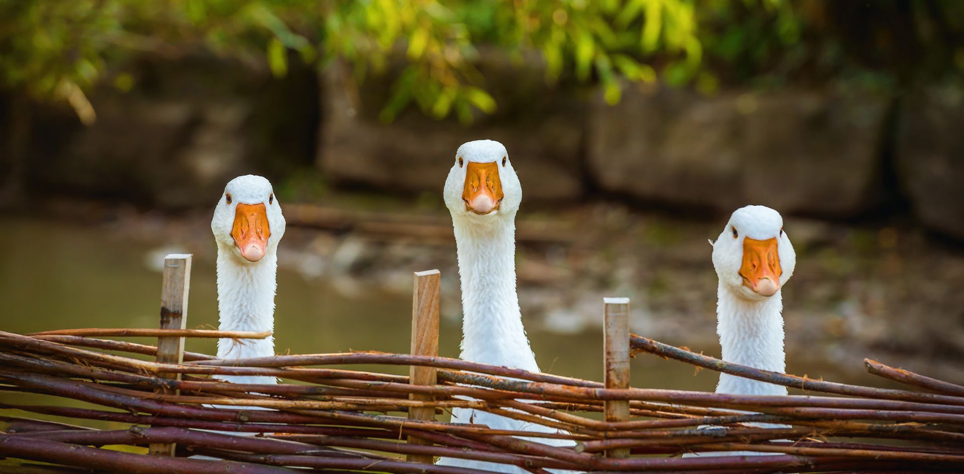 GEO-XXL »Gänse« 3 Gänse schauen über einen Zaun