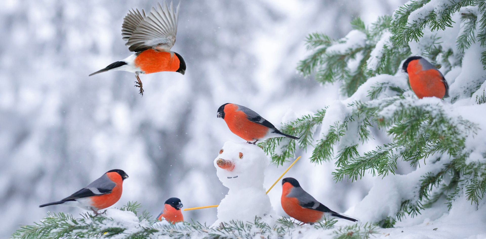 GEO-XXL »Vögel im Schnee« 6 orangene Vögel sitzen um einen kleinen Schneemann
