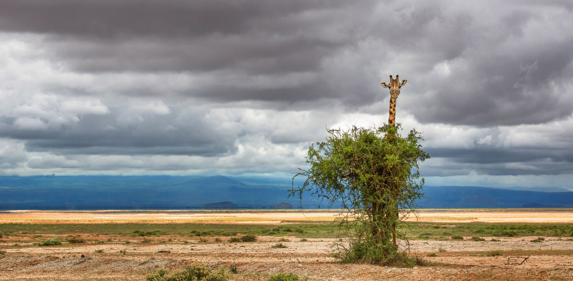 GEO-XXL »Giraffe« Eine Giraffe schaut inter enem Baum hervor