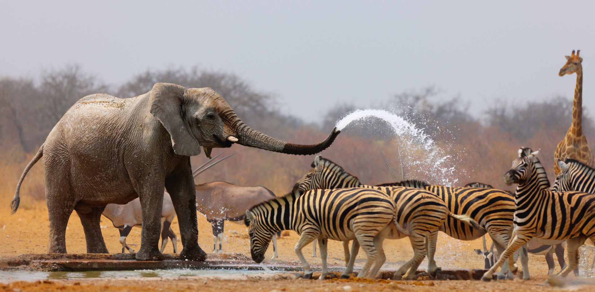 GEO-XXL »Elefant und Zebra« Ein Elefant bespritzt mehrere Zebras mit Wasser aus seinem Rüssel
