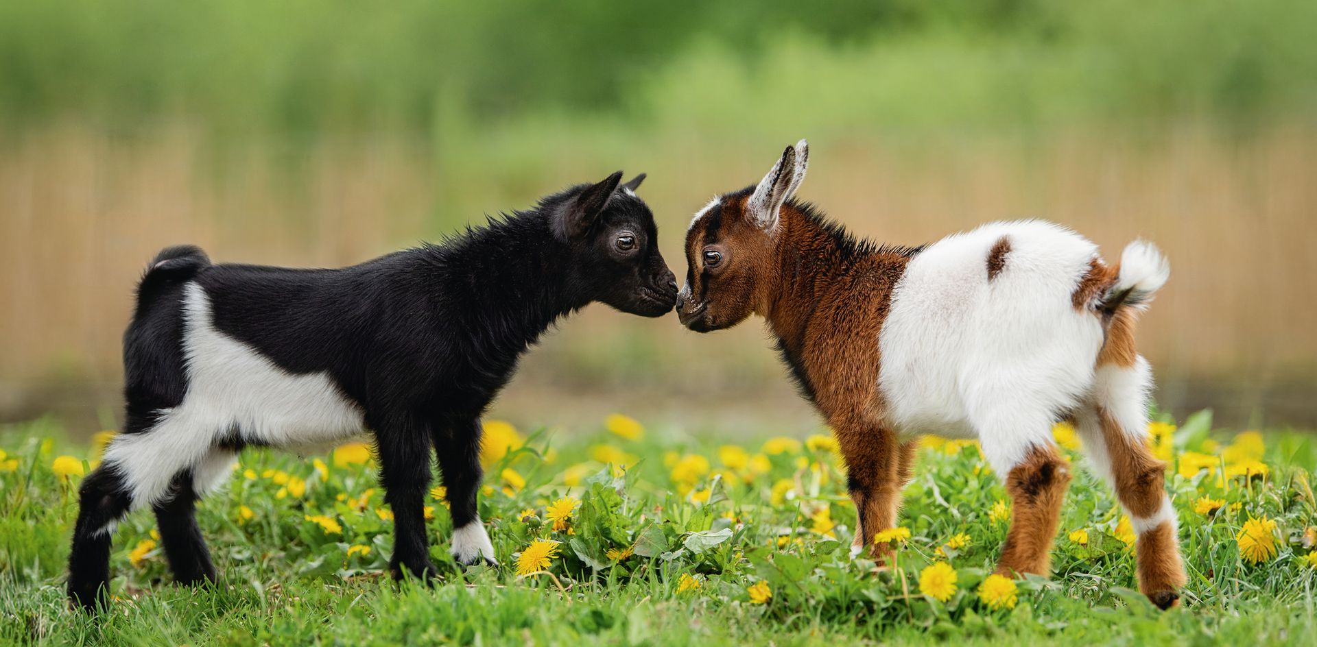 GEO-XXL »Ziegen« Eine schwarz-weiiße und eine braun-weiße Ziege beschnuppern sich