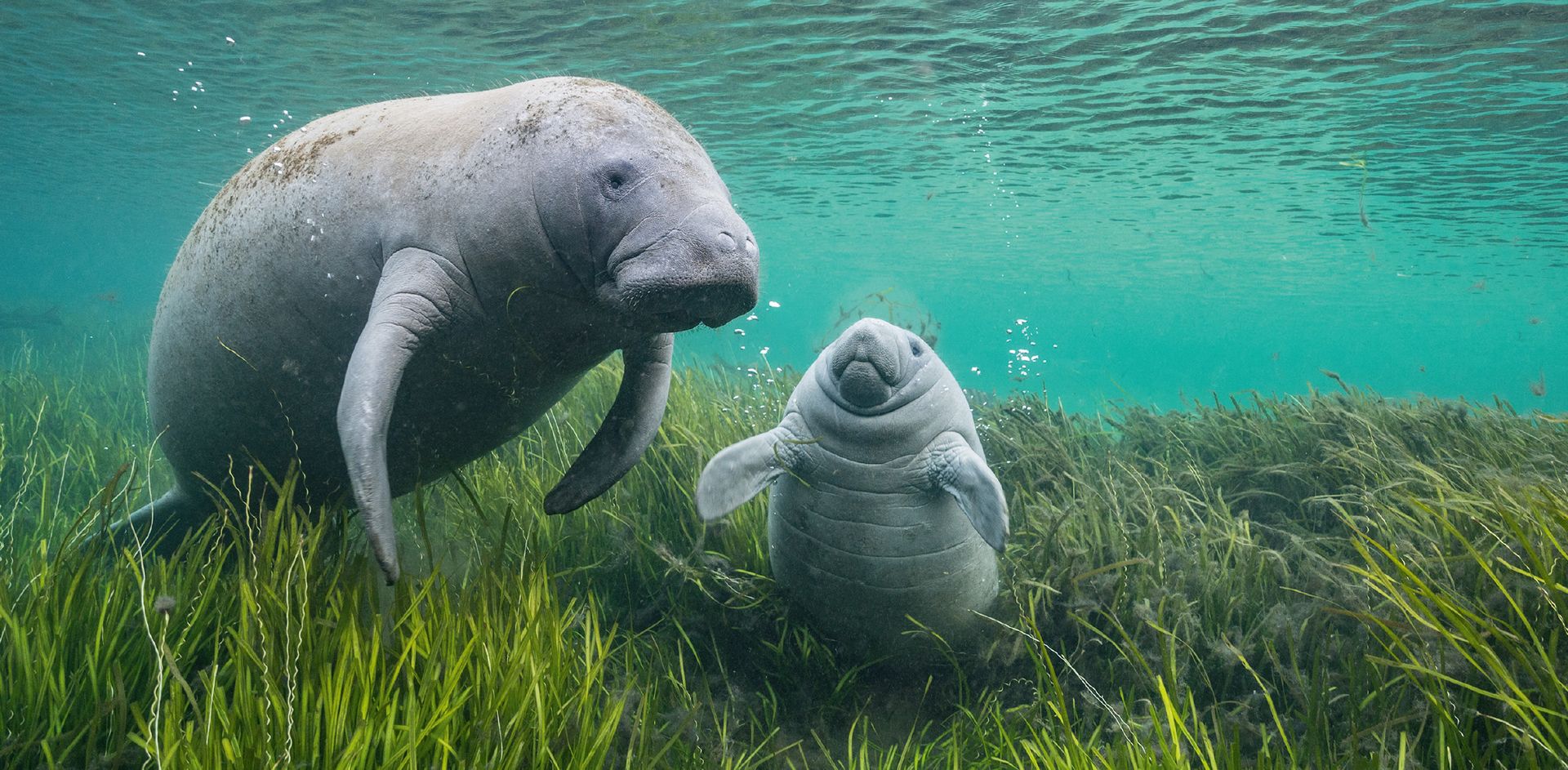 GEO-XXL »Manatis« 2 Manatis toben durch Seegras