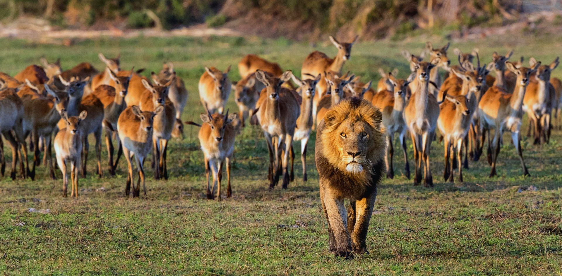 GEO-XXL »Löwe und Gazellen« Ein Löwe läuft vor eienr Herde Gazellen