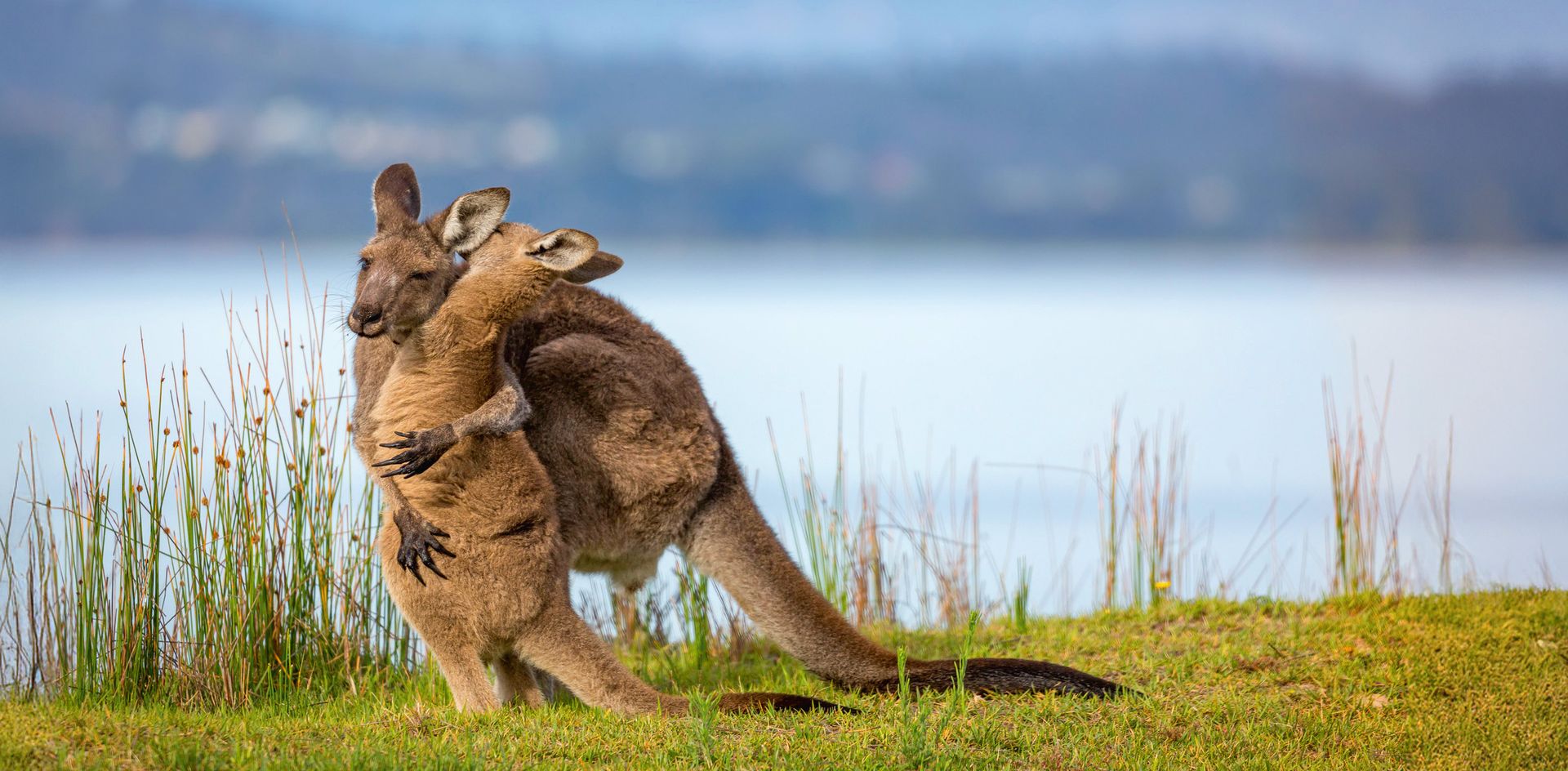 GEO-XXL »Kängurupaar« 2 Kängurus kuscheln miteinander