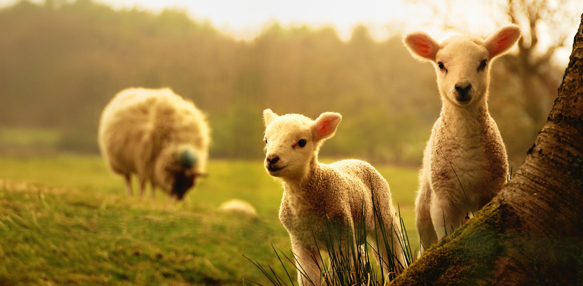 GEO-XXL »Lämmer« 2 Lämmer auf einer Wiese
