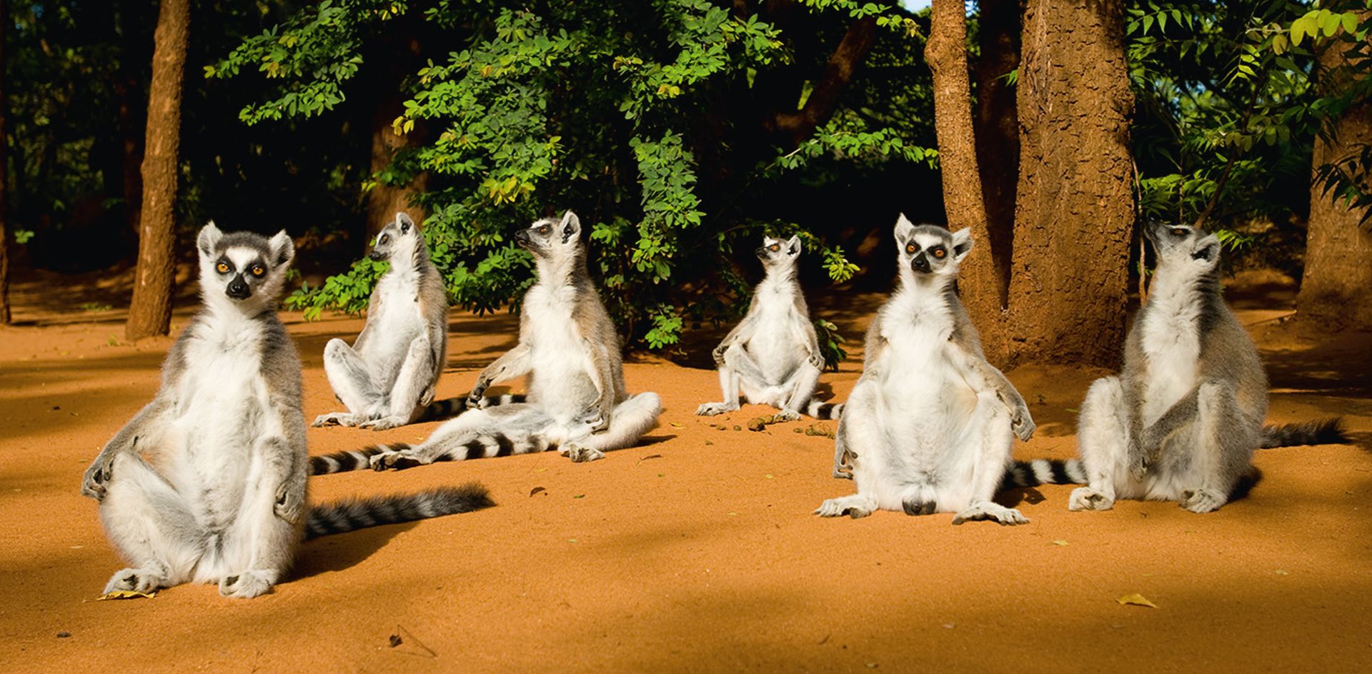 GEO-XXL »Katta-Gruppe«