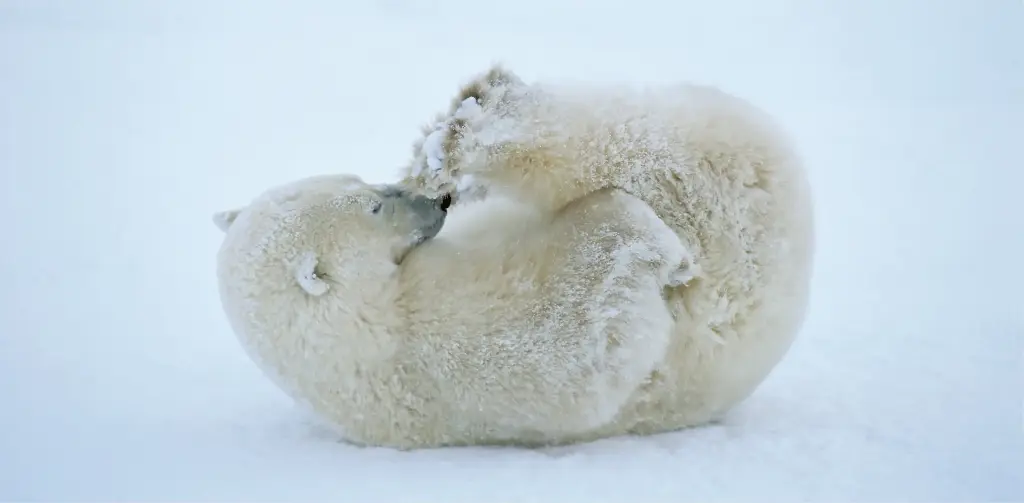 GEO-XXL-Postkarte »Junger Eisbär«