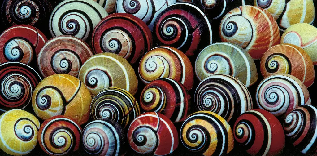 GEO-Postkarte »Schnecken«