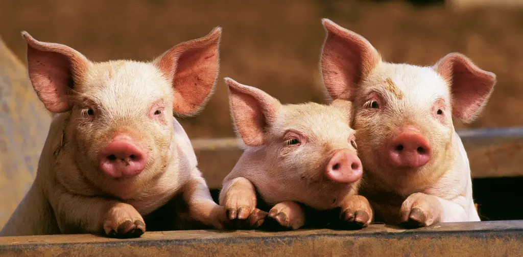 GEO-XXL-Postkarte »Riechkontakt«