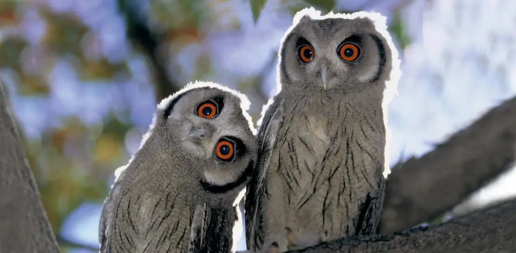 GEO-XXL-Postkarte »Aktive Nachteulen«