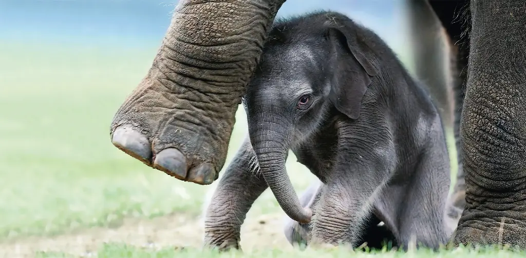 GEO-XXL-Postkarte »Schwergewicht aus Asien«