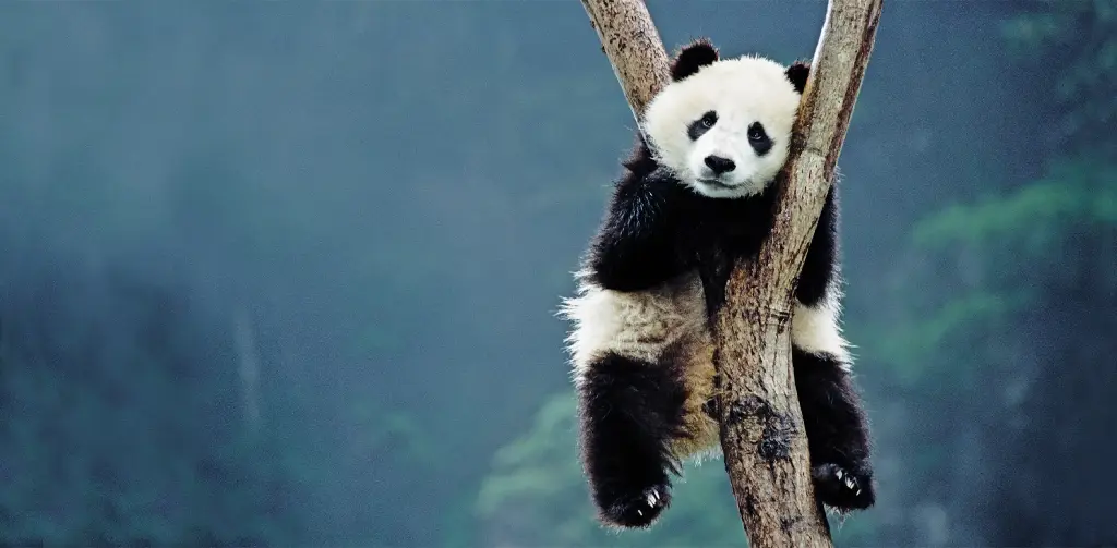 GEO-XXL-Postkarte »Bambusfresser«