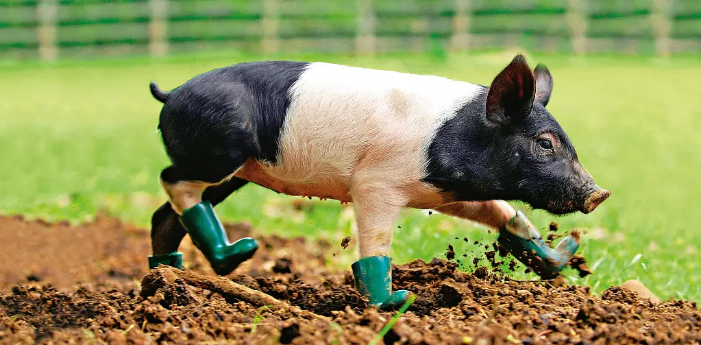 GEO-XXL-Postkarte »Unschweinisch«