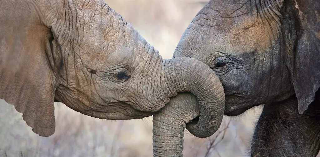 GEO-XXL-Postkarte »Rüsselgruß«