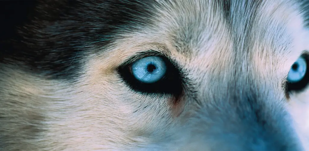 GEO-Postkarte »Vorfahre Wolf«
