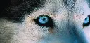 GEO-Postkarte »Vorfahre Wolf«