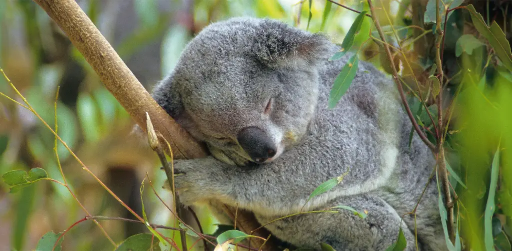 GEO-XXL-Postkarte »Langschläfer«