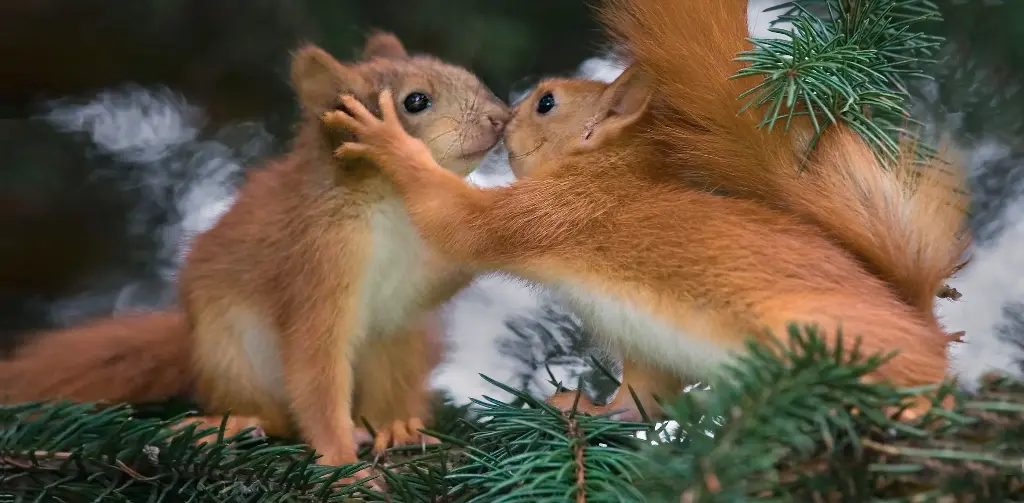 GEO-XXL-Postkarte »Versteckspieler«