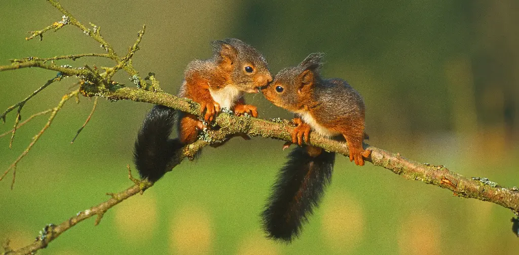 GEO-XXL-Postkarte »Eichhörnchenpaar«