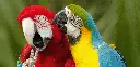 GEO-Postkarte »Bunte Vögel«