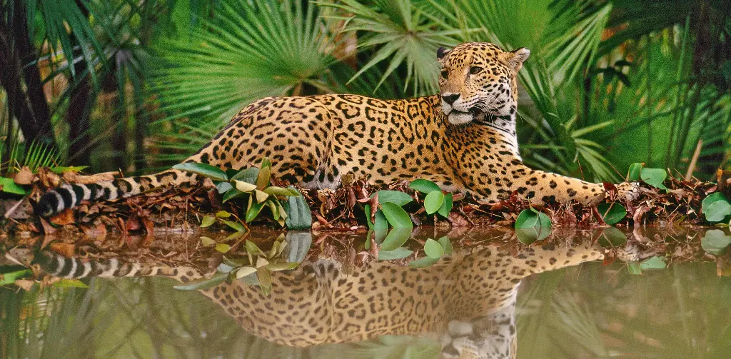 GEO-XXL-Postkarte »Spieglein, Spieglein...«