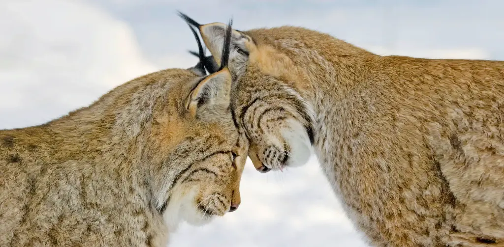 GEO-XXL-Postkarte »Kopfzerbrechen«