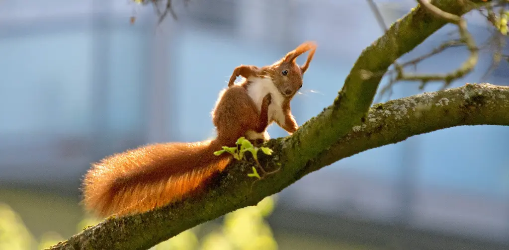 GEO-Postkarte »Freches Eichhörnchen«