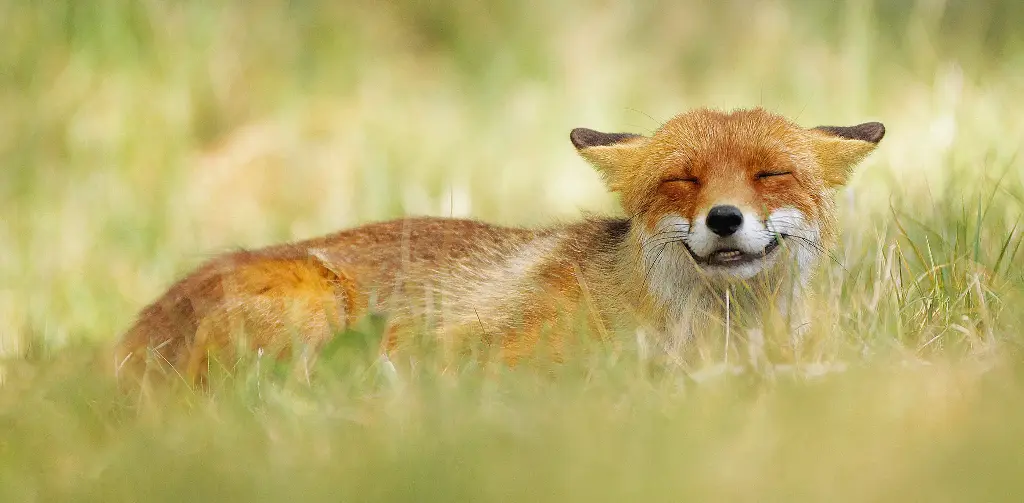 GEO-Postkarte »Grinsender Fuchs«