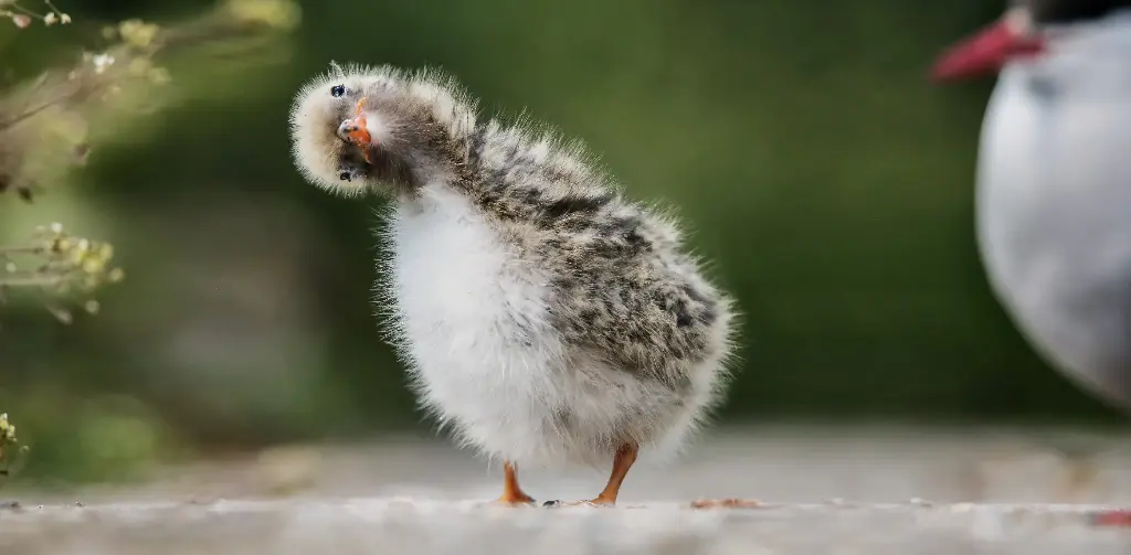 GEO-XXL-Postkarte »Küstenseeschwalbe«