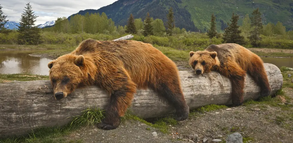 GEO-XXL-Postkarte »Faulpelze«