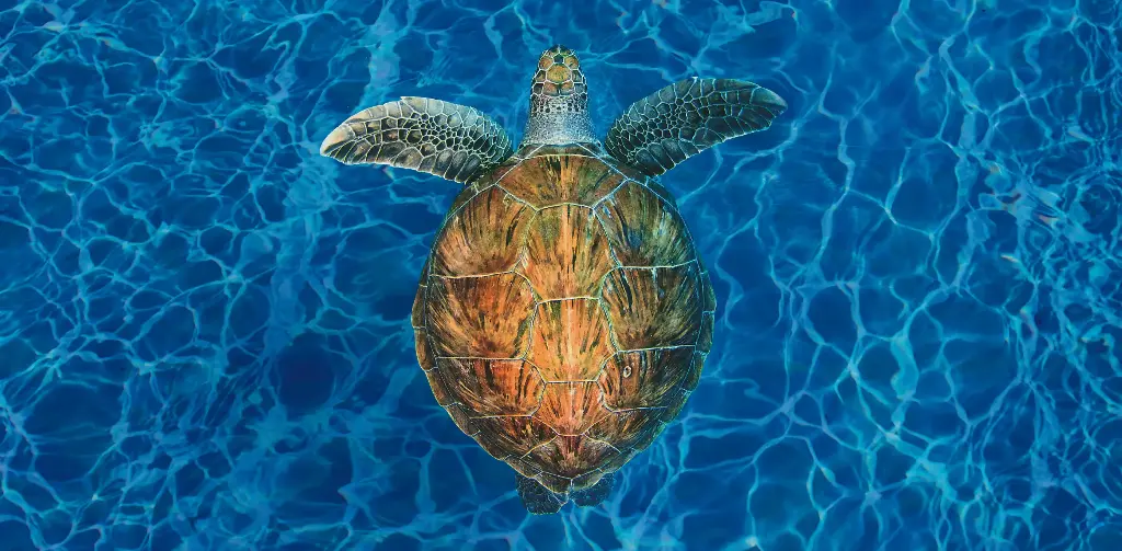 GEO-XXL-Postkarte »Vom Aussterben bedroht«