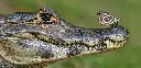 GEO-XXL-Postkarte »Krokodil und Schmetterling«