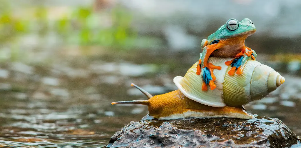 GEO-XXL-Postkarte »Schnecke und Frosch«