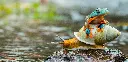 GEO-Postkarte »Schnecke und Frosch«