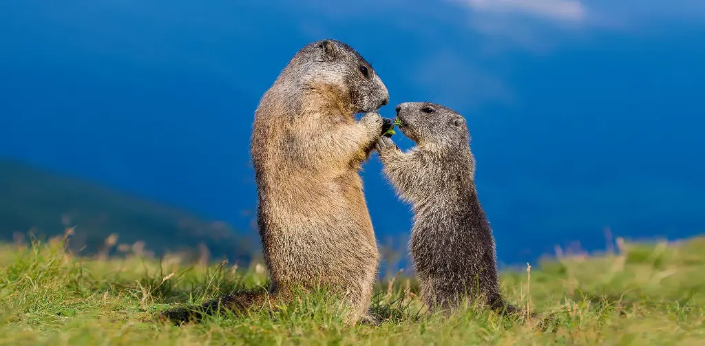 GEO-XXL-Postkarte »Frühstück«