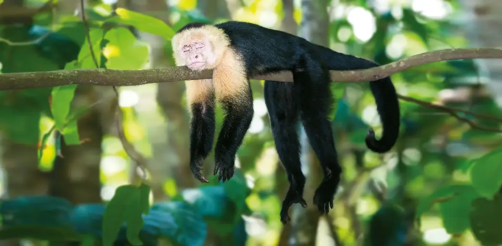 GEO-XXL-Postkarte »Ein ganz Ausgeschlafener«