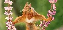 GEO-XXL-Postkarte »Eichhörnchen«