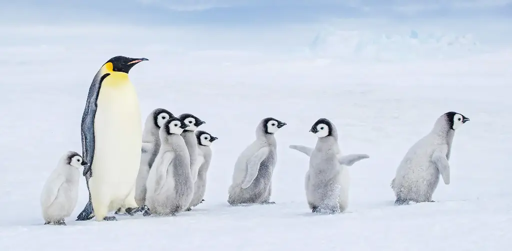 GEO-XXL-Postkarte »Antarktische Kita«