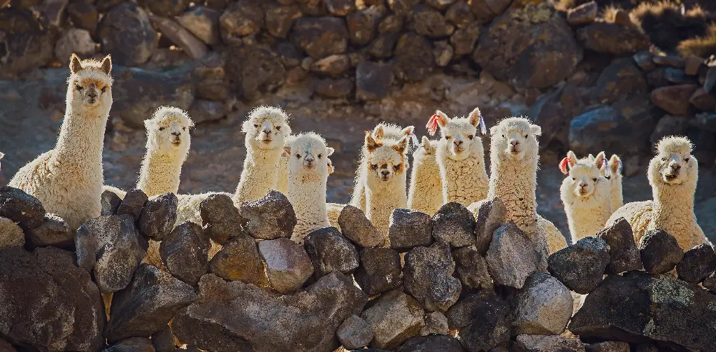 GEO-XXL-Postkarte »Andine Zaungäste«